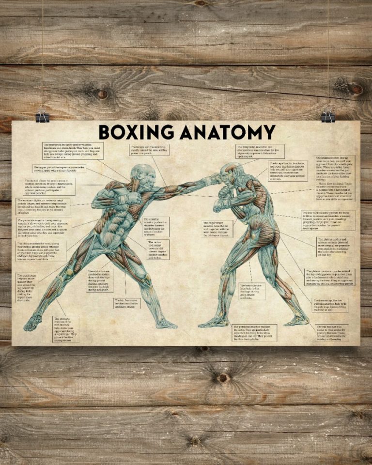 Boxing Anatomy Horizontal Poster 12