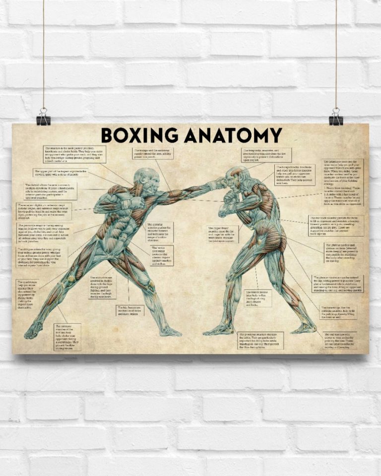 Boxing Anatomy Horizontal Poster 11