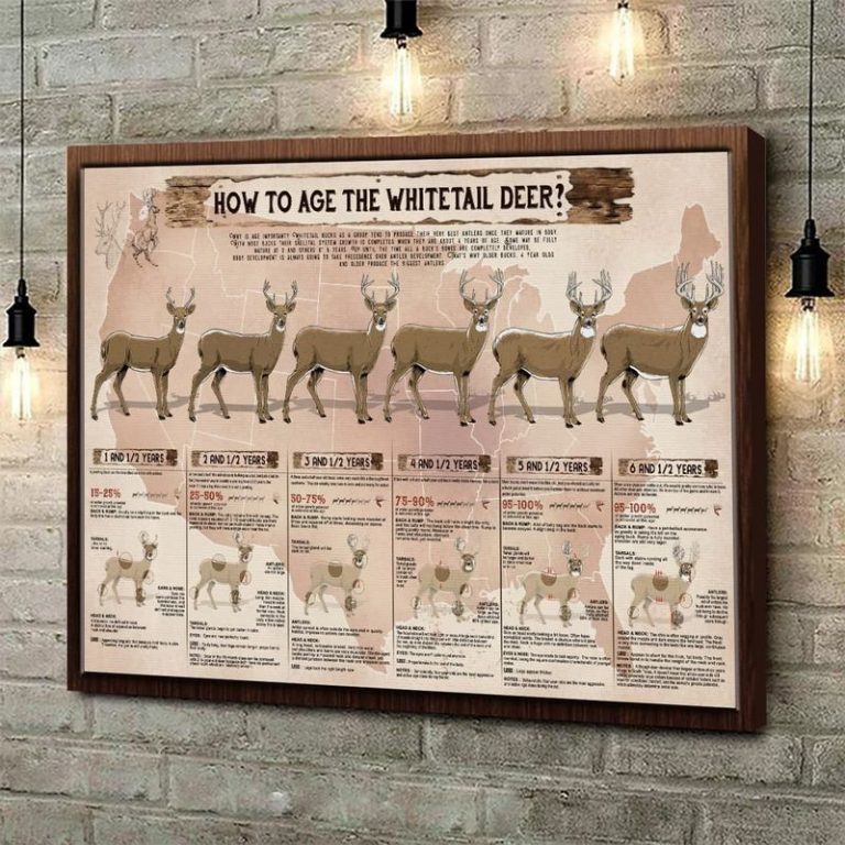 HOW-TO-AGE-THE-WHITETAIL-DEER-Canvas-4
